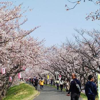 海蔵川堤 桜マップ19 の投稿画像一覧 Greensnap グリーンスナップ