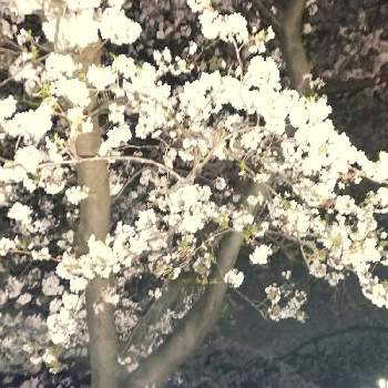 海蔵川堤 桜マップ19 の投稿画像一覧 Greensnap グリーンスナップ