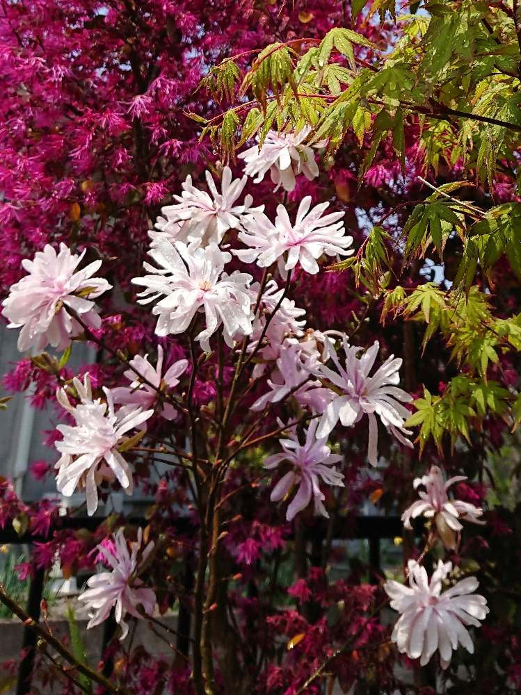 マンサクの投稿画像 By Miccoさん ベニバナトキワマンサクとコブシとヒメコブシと庭の花と満開と今日の一枚と春の花 とピンク色の花 19月4月7日 Greensnap グリーンスナップ