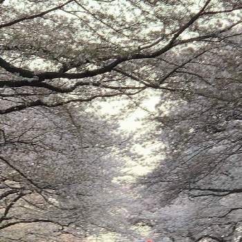 いまここの画像 by 淳 こさん | ピンクのと『2019桜』フォトコンテストと花に囲まれてと桜並木の道といまここ