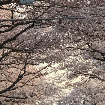 桜並木の道の画像 by 淳 こさん | ピンクのと桜並木の道