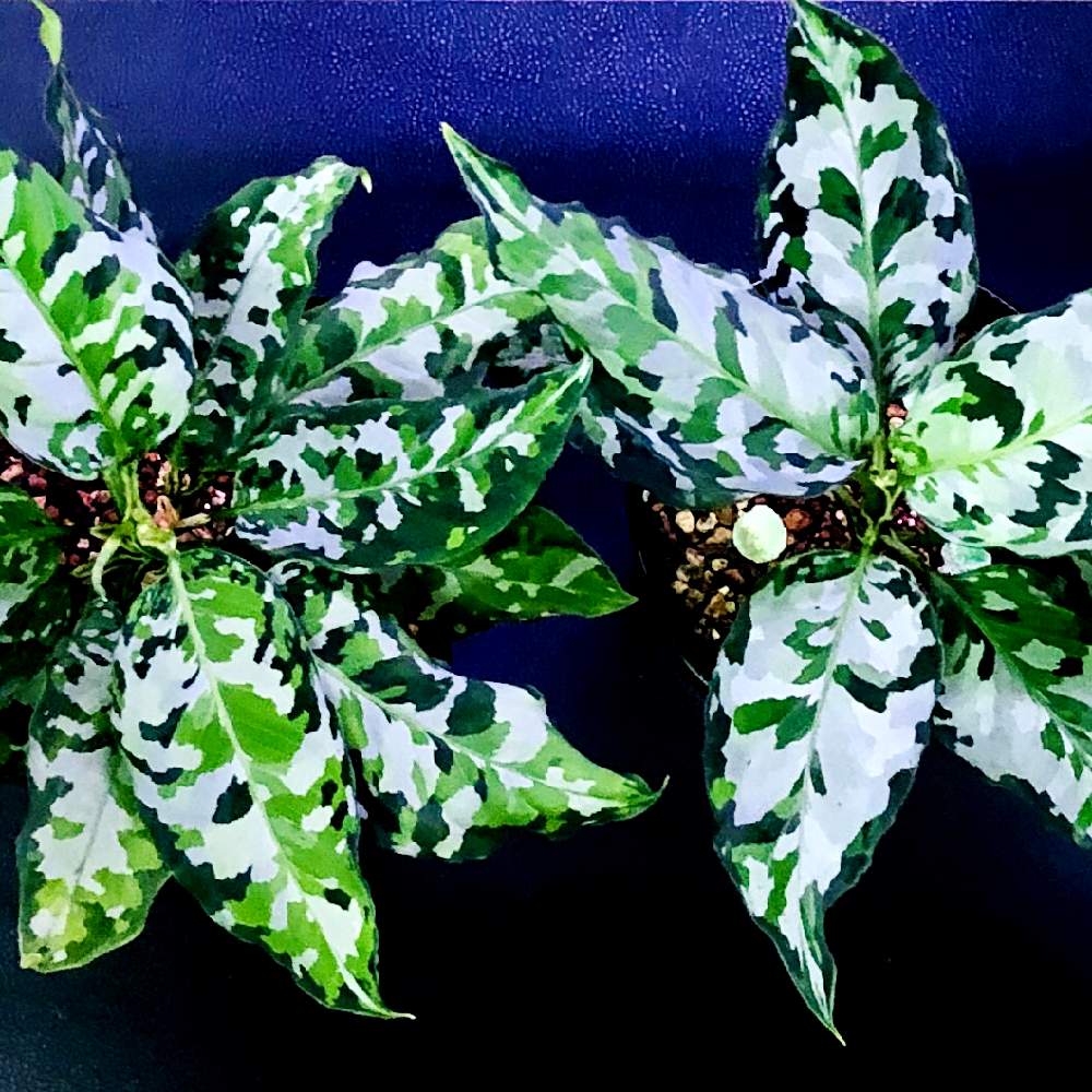 アグラオネマ ピクタム マルチカラー四色 - 植物/観葉植物
