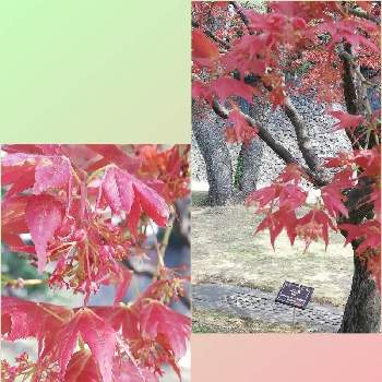 ノムラモミジの種の投稿画像一覧 Greensnap グリーンスナップ ノムラモミジの種の投稿画像一覧 Greensnap グリーンスナップ