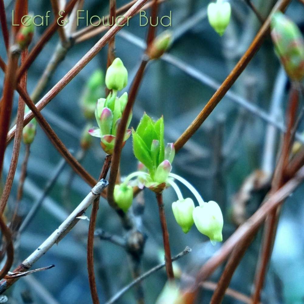 ドウダンツツジの投稿画像 By Toshi722さん 花芽と葉芽と岐阜県とはるが来た と発芽と庭の木と綺麗な緑 と美濃市 19月4月8日 Greensnap グリーンスナップ