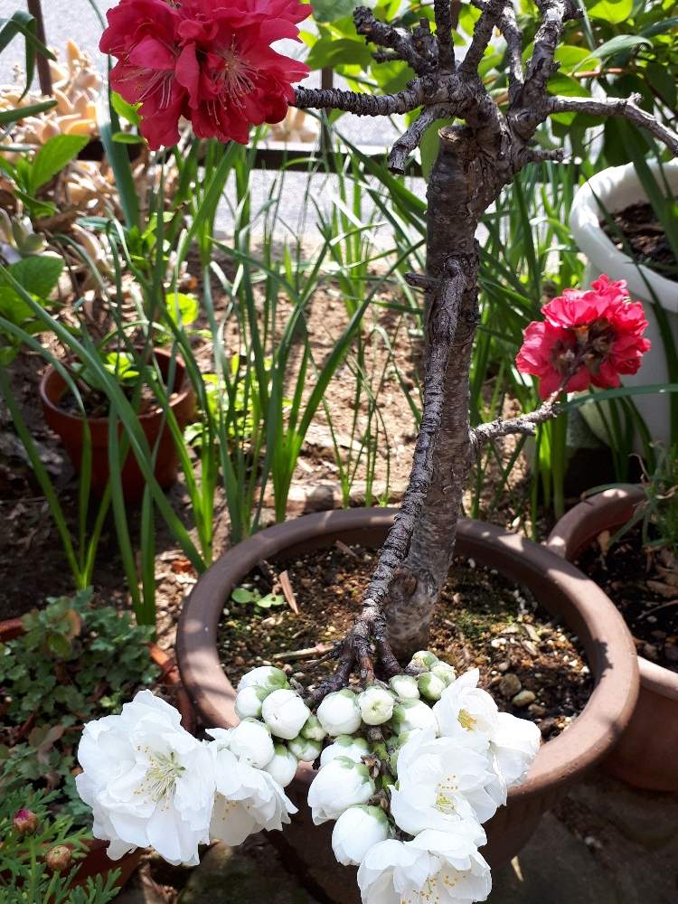 南京桃の投稿画像 By Flower Skyさん ピンクの花と花木と春の花 と春の花木と赤い花と実のなる木と花のある暮らしと白い花 19月4月8日 Greensnap グリーンスナップ