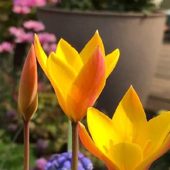 毎年咲いてくれる♡の画像 by ハリネズミさん | バルコニー/ベランダと原種系チューリップ クルシアナ クリサンタジエムと鉢植えのお花と毎年咲いてくれる♡とGS映えと原種系チューリップと花のある暮らしと黄色いチューリップ。と植えっぱなし球根と感謝の気持ち