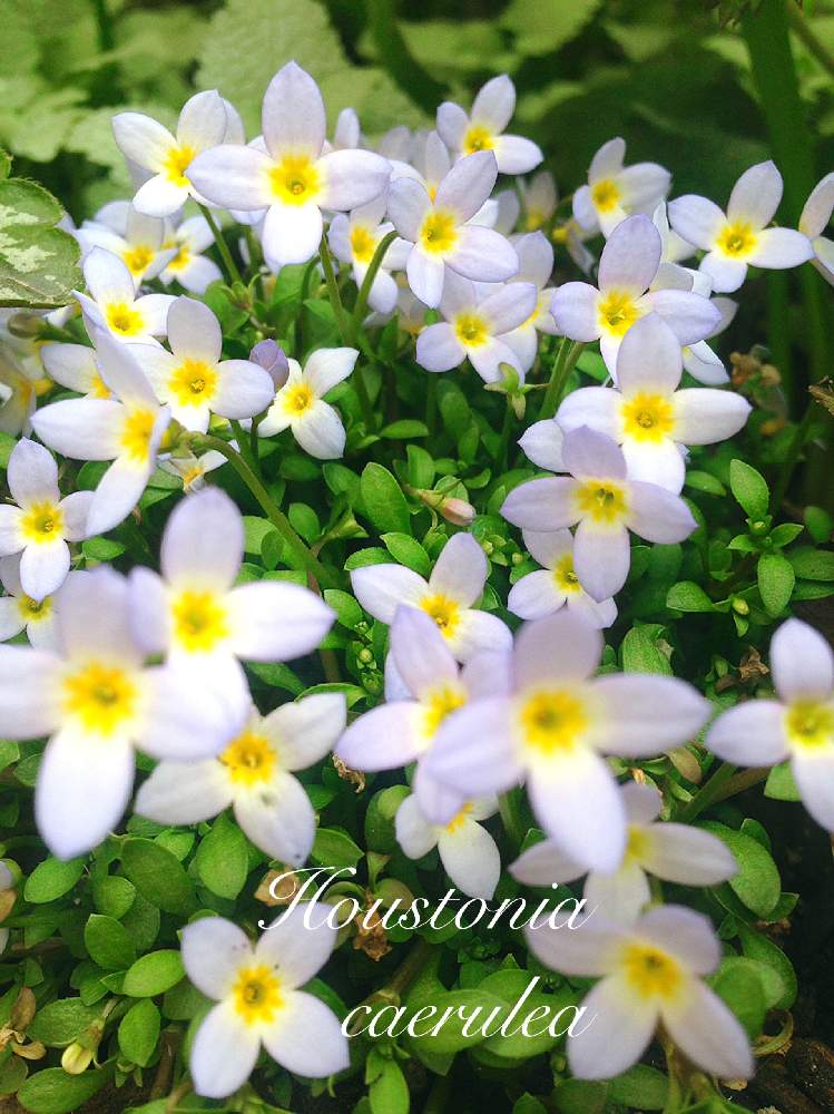 ヒナソウの投稿画像 By つきよみさん 庭の花と小花とガーデニングと小さい花と花のある暮らしと白い花とマイ ガーデンと地植え 19月4月8日 Greensnap グリーンスナップ
