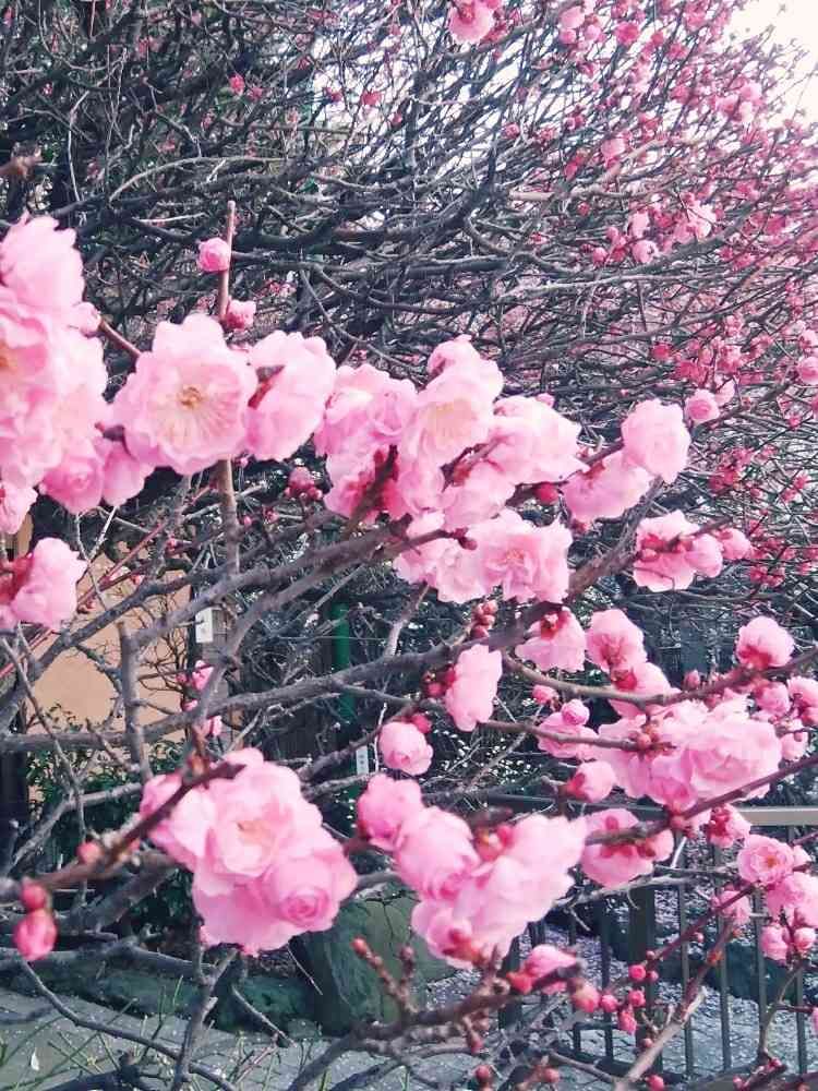 華々さんの山下公園への投稿