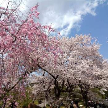 京都府立植物園 桜マップ19 の投稿画像一覧 Greensnap グリーンスナップ