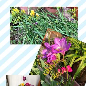 フリージアが好きの投稿画像一覧 Greensnap グリーンスナップ