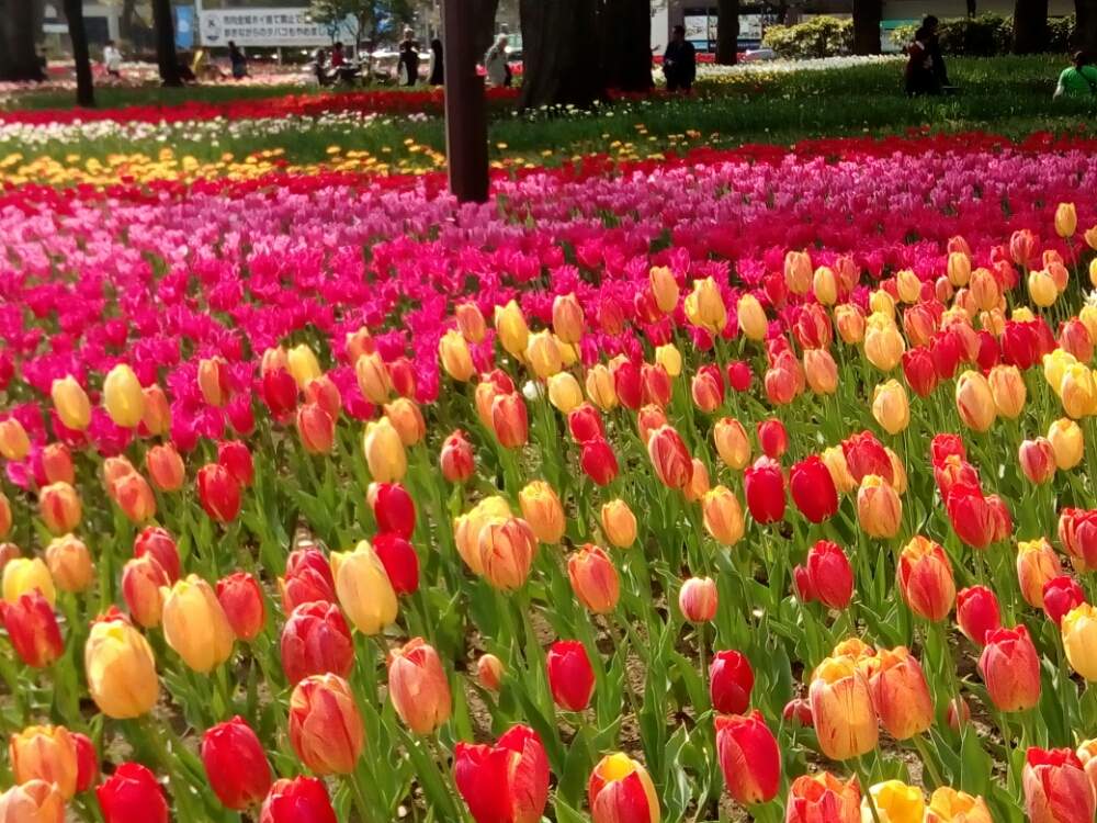 横浜公園 色鮮やかな14万本のチューリップ Greensnap グリーンスナップ