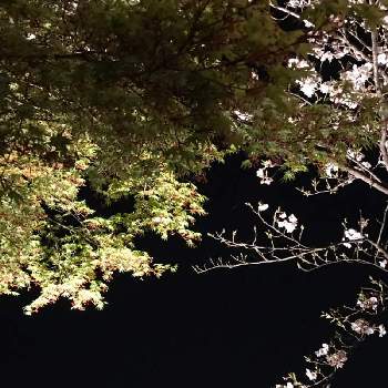 惚れたの画像 by Hitomi(*´∇｀*)さん | お出かけ先と素敵だよ(*´∇︎｀*)とお気に入りと自然と笑顔(*´∇︎｀)ﾉと惚れたといやされると風情と高田千本桜と『2019桜』フォトコンテスト