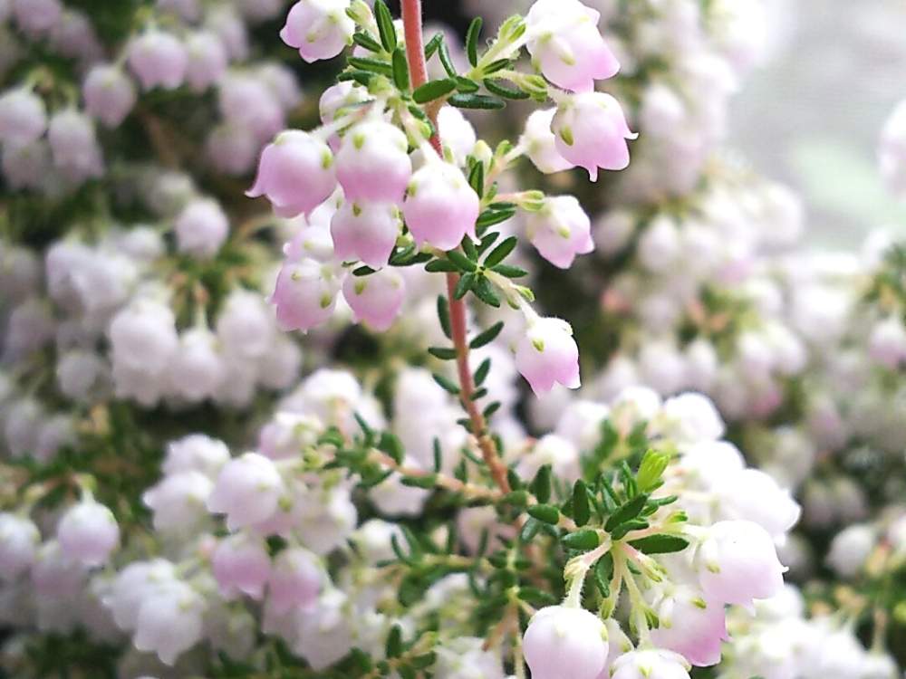 スズランエリカの投稿画像 By Nao さん 白色からピンク色に 2019月4月8日 Greensnap グリーンスナップ