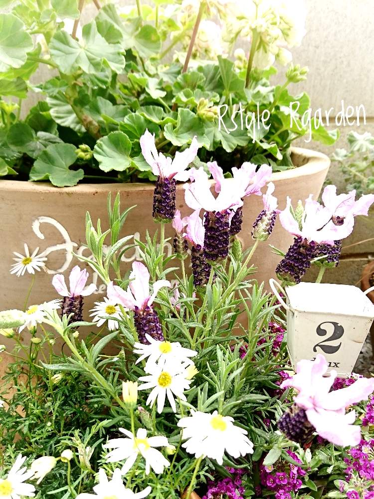 フレンチラベンダーの投稿画像 By ﾆｷｰﾀｼﾞｭﾘﾝ三世さん よせ植えとフレンチラベンダー とマイガーデンとナチュラルガーデンとラベンダー とガーデニングと花のある暮らし 19月4月8日 Greensnap グリーンスナップ