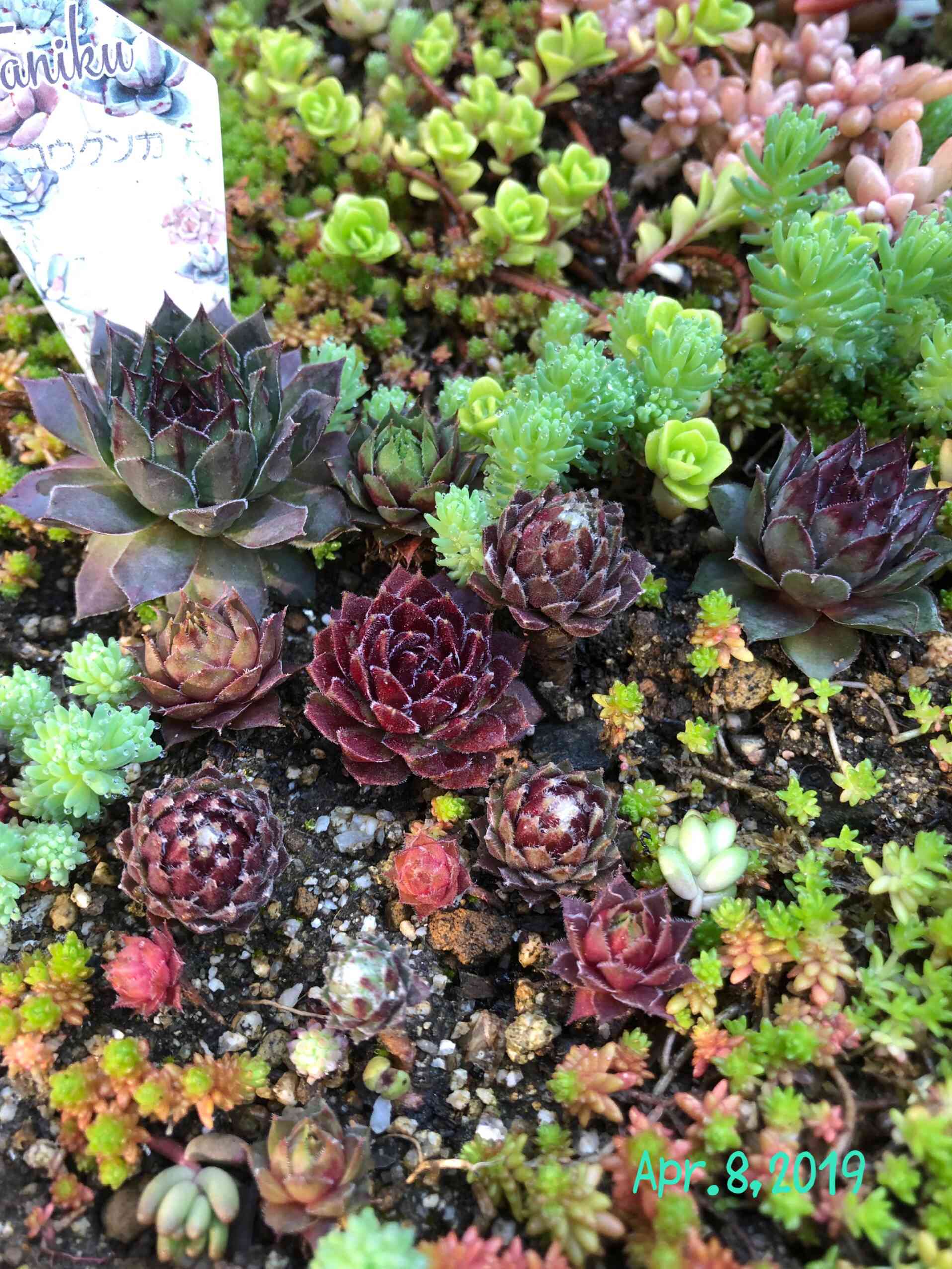 センペルビウム 紅薫花(コウクンカ)の一覧｜🍀GreenSnap（グリーン