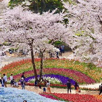 山口県下関の投稿画像一覧 Greensnap グリーンスナップ