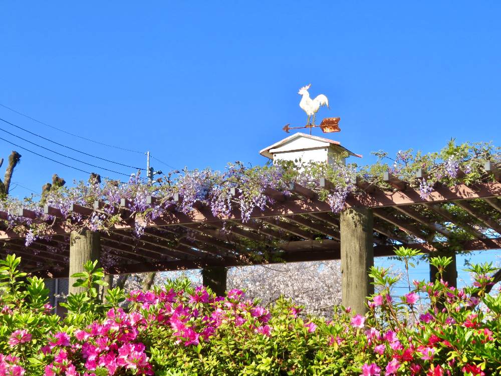 藤の花 紫の投稿画像 By 花と虫と風と空とさん ソメイヨシノとオオムラサキツツジ 19月4月8日 Greensnap グリーンスナップ