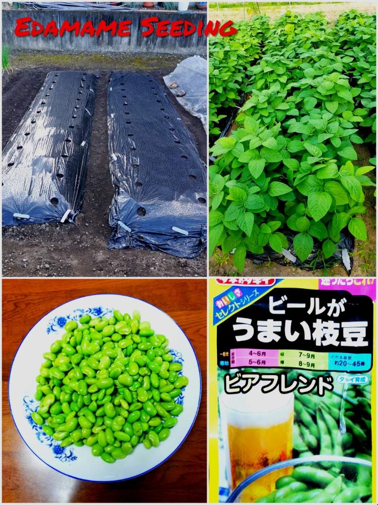 枝豆の投稿画像 By Toshi722さん 家庭菜園と播種と岐阜県とはるが来た と家庭菜園奮闘日記と美濃市と夏物野菜栽培日記と枝豆栽培日記 19月4月9日 Greensnap グリーンスナップ