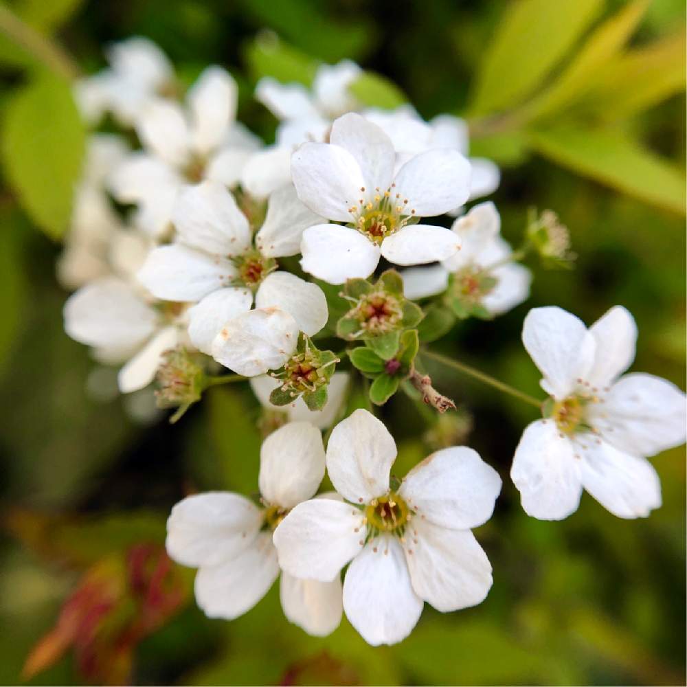 ユキヤナギの投稿画像 By Coma0626jpさん 雪柳と小さな庭と春のお花と春の庭と春の訪れと早春の花と花 のある暮らしと春のお花と春の庭と春の訪れと早春の花と花のある暮らし 19月4月9日 Greensnap グリーンスナップ Greensnap グリーンスナップ