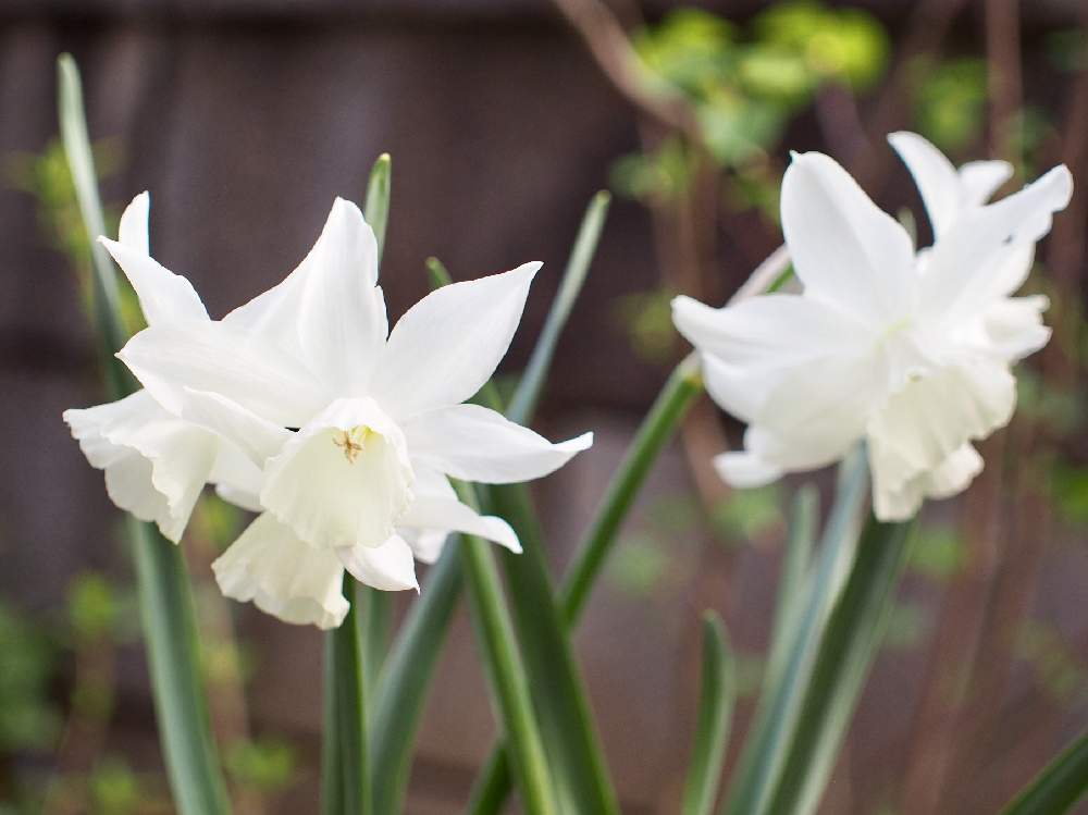スイセンの投稿画像 By ユニコーンさん 水仙とスイセン タリアとみどりのある暮らしとかわいい と手作りの庭とシェードガーデンと葉っぱのある暮らしとgs映えとナチュラルガーデンと今日の一枚と 秋植え球根 フォトコンテストと鉢植えとナチュラルスタイルと