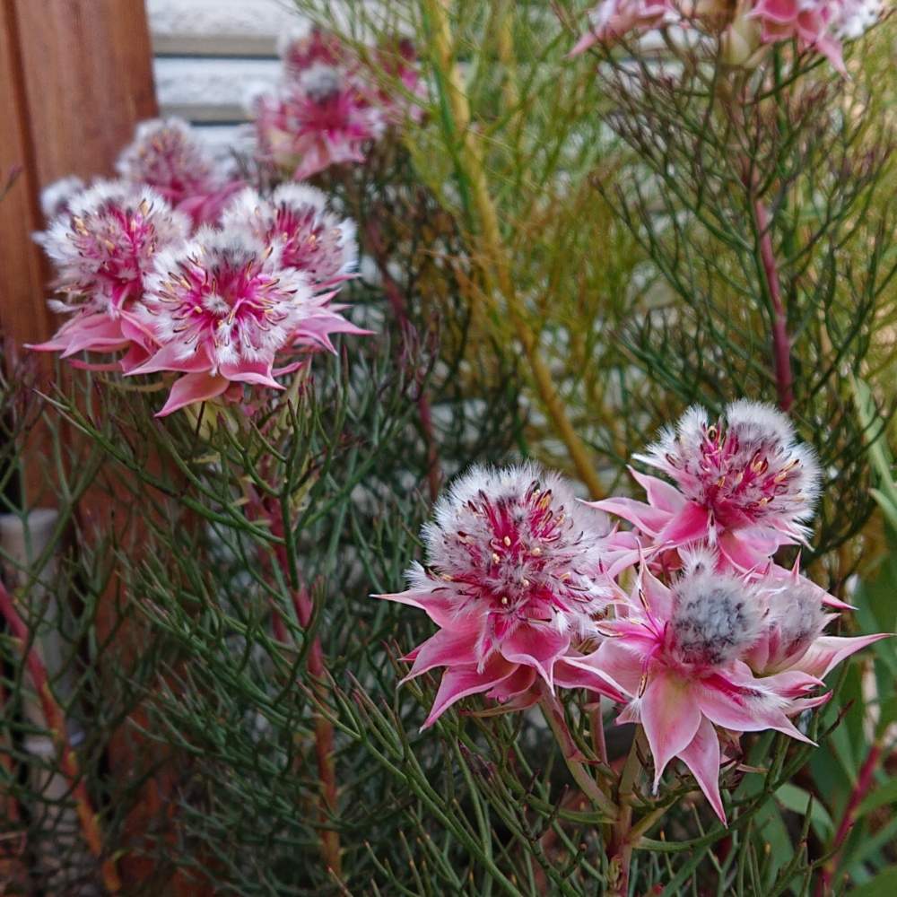 セルリア カルメン8号鉢 花たくさん オージープランツ