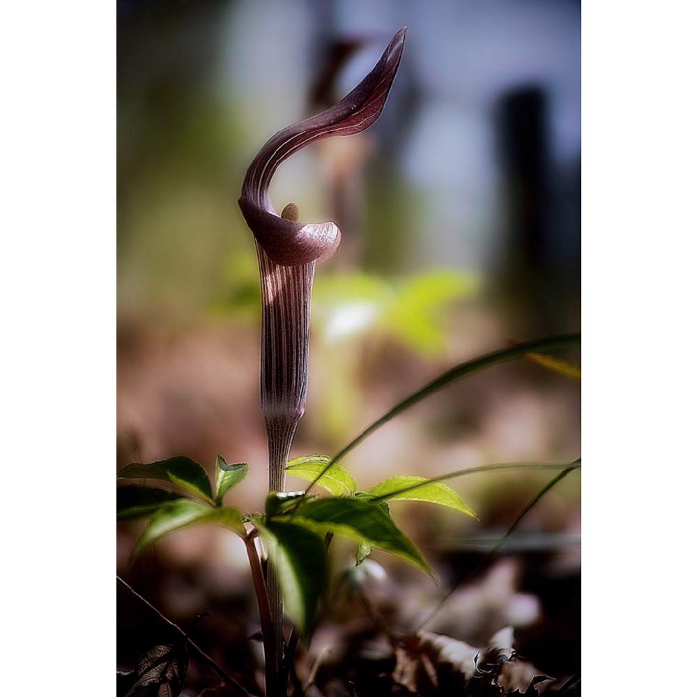 マムシグサの投稿画像 By Nesoさん ボタニカルスポット19春と野草と東京都薬用植物園と山野草とローカルカメラマンかな 笑 と花 のある暮らしとnesoのマムシグサとお出かけ先とボタニカルスポット19春と野草と東京都薬用植物園と山野草とローカルカメラマンかな