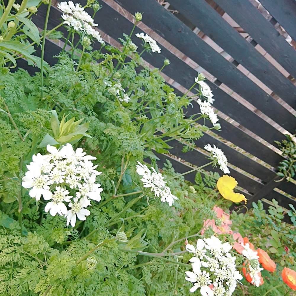 オルレアの投稿画像 By ミムラさん 花壇と春の庭と小さな花壇とにわと我が家の花壇と花のある暮らし 19月4月9日 Greensnap グリーンスナップ