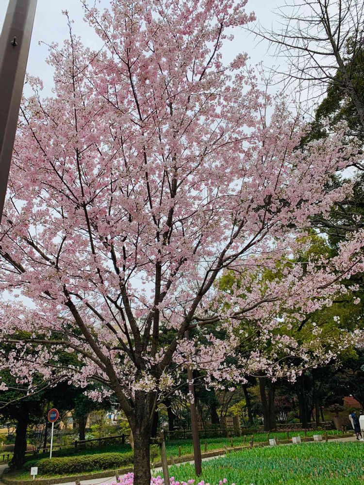 ひろさんの横浜公園への投稿