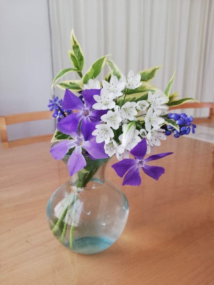 花のある暮らしの投稿画像 By ちーちゃさん 日陰育ちと春到来 19月4月9日 Greensnap グリーンスナップ