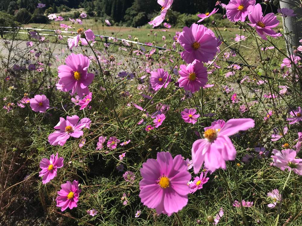コスモスの投稿画像 By くっきーだーいすきさん ピンクの花とgs映えとgs日和とお花好きと繋がりたいと多年草と暮らしに花をと花のある暮らしとお花好き 19月4月9日 Greensnap グリーンスナップ