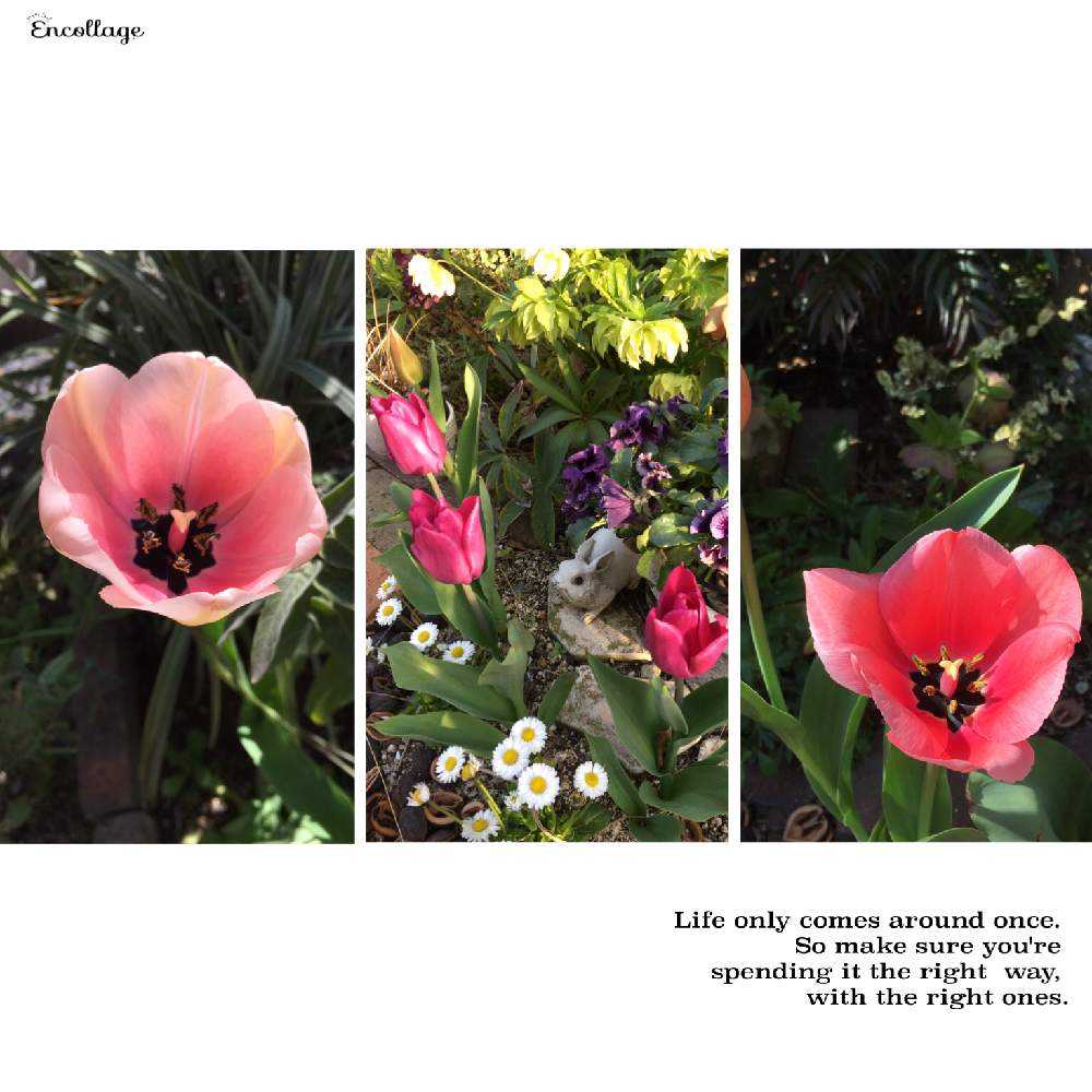 チューリップ 19 Greensnap グリーンスナップ