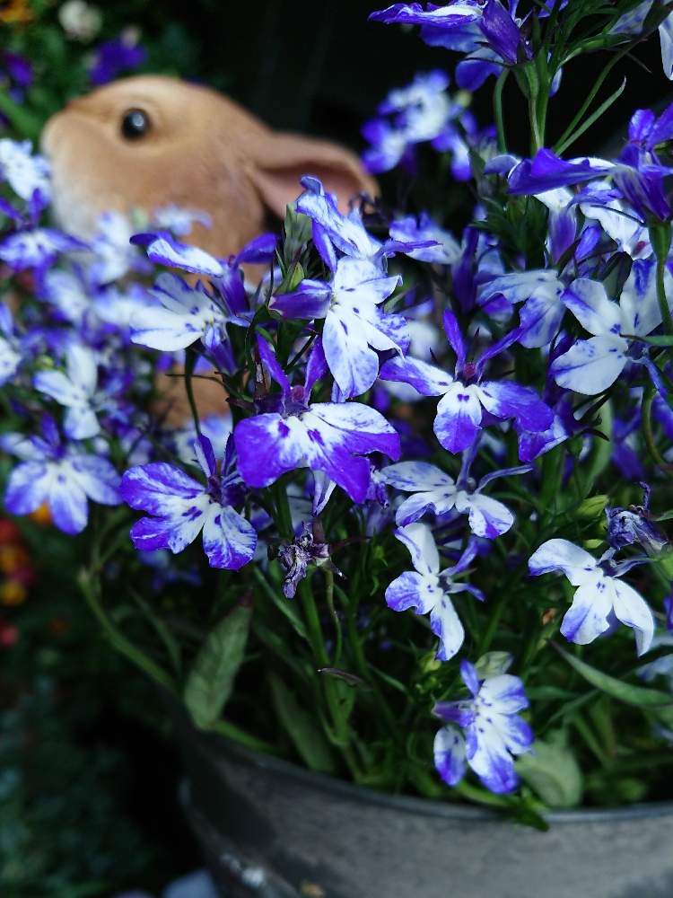 自然を愛すの投稿画像 By まるさん 白は基本的に好きと花があれば幸せと栄養系ロベリアカリフォルニアと小さな庭と暮らすと紫好きと花のある暮らしとスマホ撮り 19月4月9日 Greensnap グリーンスナップ