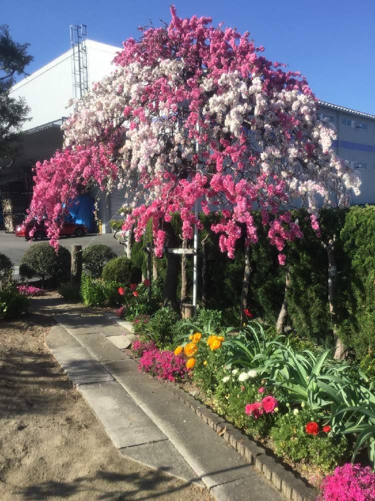 広い庭の画像 by エミコさん | 広い庭と枝垂れ花桃と2019春とりょうさんのお庭とシダレハナモモとガーデニングと花のある暮らしとお庭と紅白