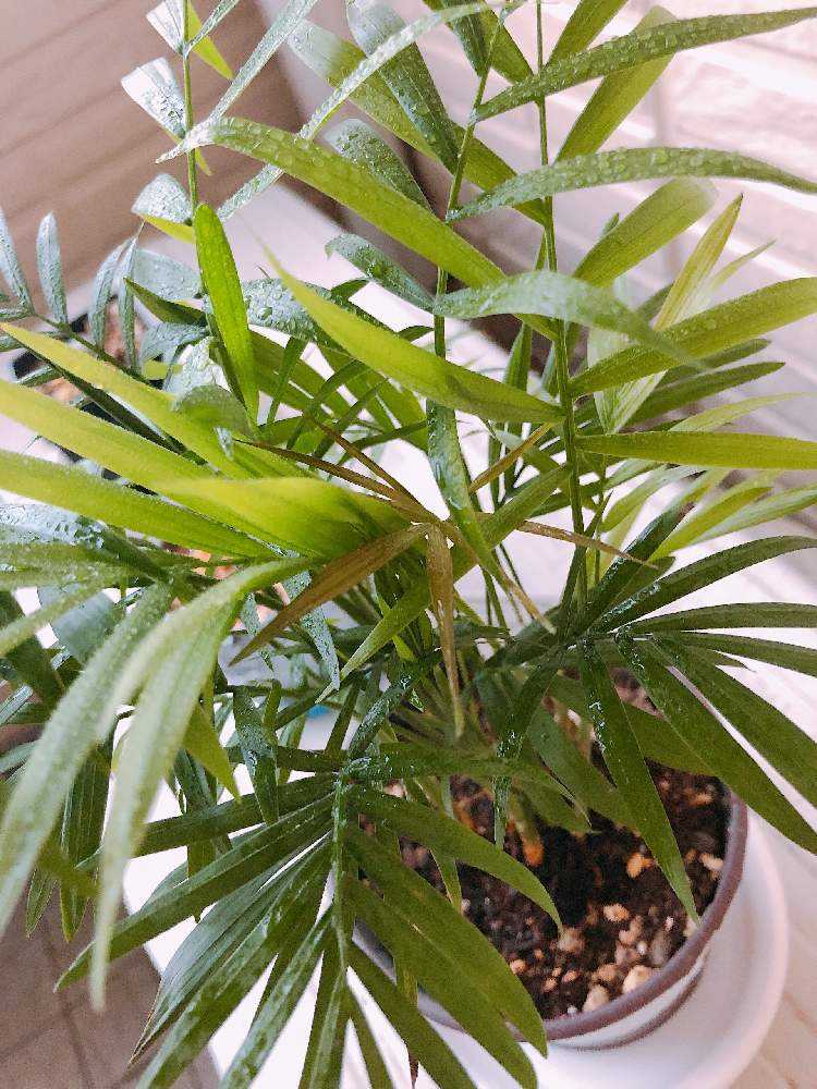 テーブルヤシの成長記録 Greensnap グリーンスナップ