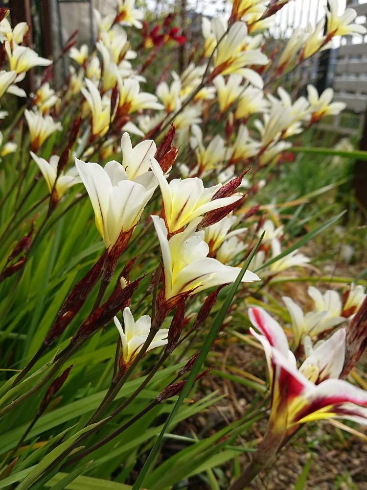 スパラキシスの投稿画像 By Miccoさん 庭の花と満開と球根の花と今日の一枚と春の花 と花のある暮らしと白い花と球根植物 19月4月9日 Greensnap グリーンスナップ