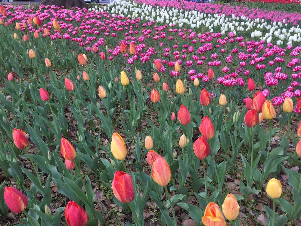 おんぷ♪さんの横浜公園への投稿