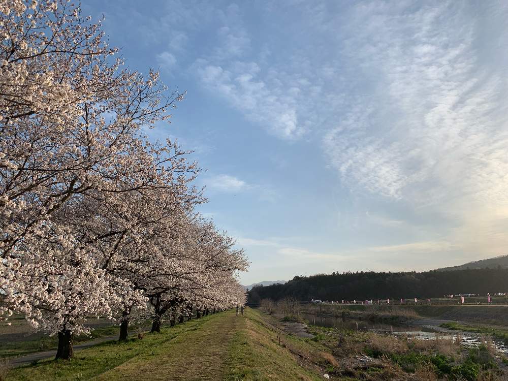 都幾川桜堤 桜マップ19 の投稿画像 By Kane Flowerさん 桜づくし 19月4月9日 Greensnap グリーンスナップ