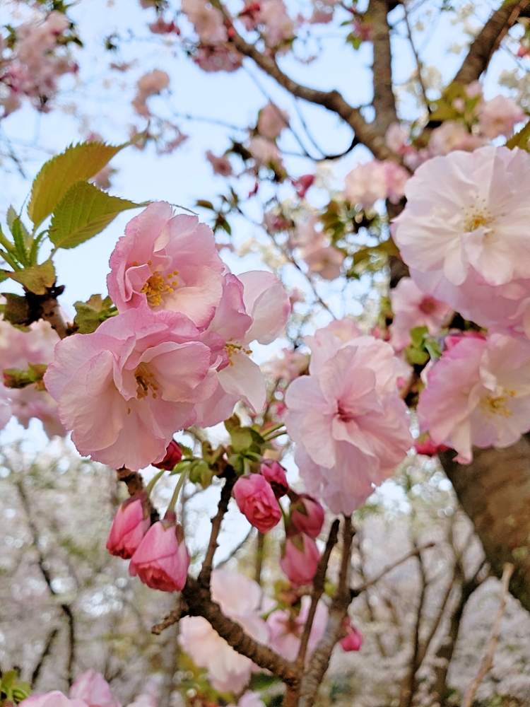 サクラの投稿画像 By オキザックさん バラ科とオキザック桜とサクラ属 19月4月10日 Greensnap グリーンスナップ