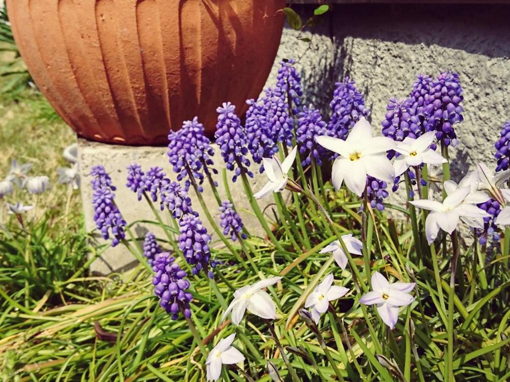 ハナニラの投稿画像 By アクアポリンさん ムスカリとどんどん増えると花のある暮らしと春のお花 19月4月10日 Greensnap グリーンスナップ