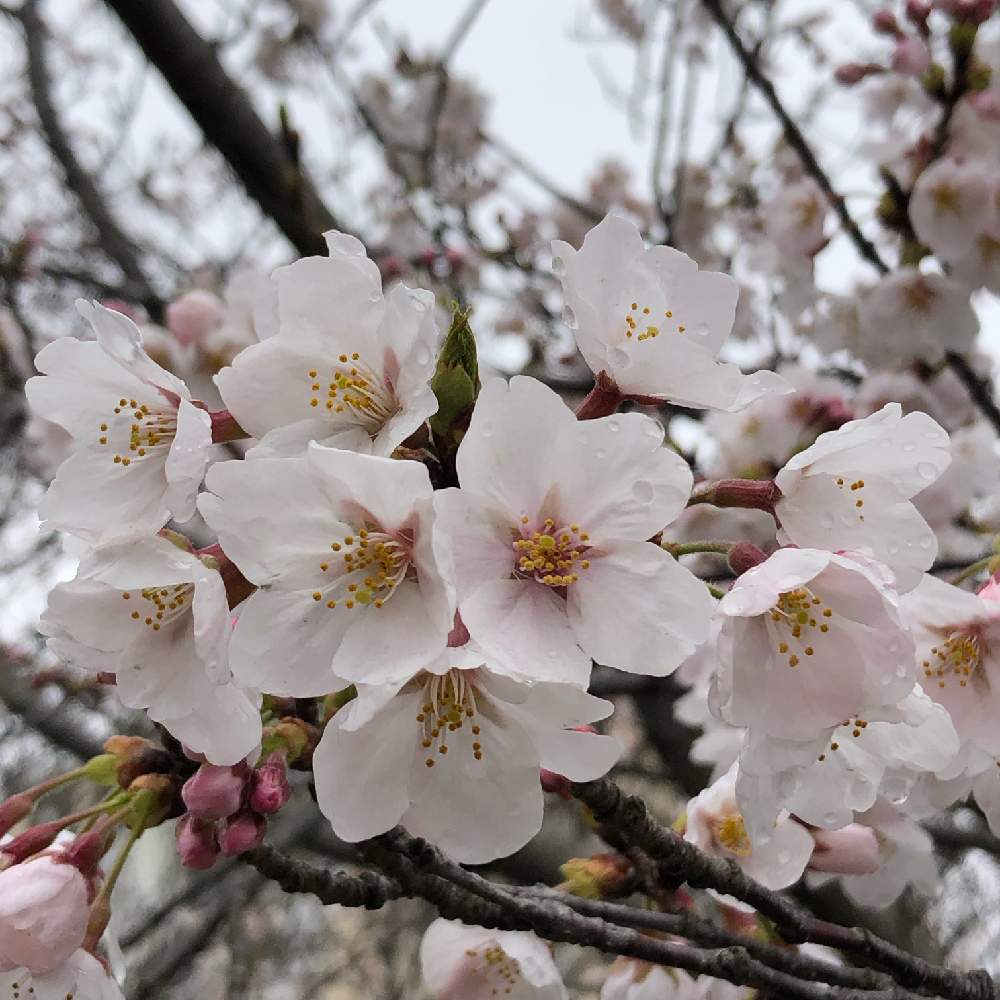 さくら サクラ 桜の投稿画像 By よーすけさん よーすけギャグと花のある暮らし 19月4月10日 Greensnap グリーンスナップ さくら サクラ 桜の投稿画像 By よーすけさん よーすけギャグと花のある暮らし 19月4月10日 Greensnap グリーンスナップ