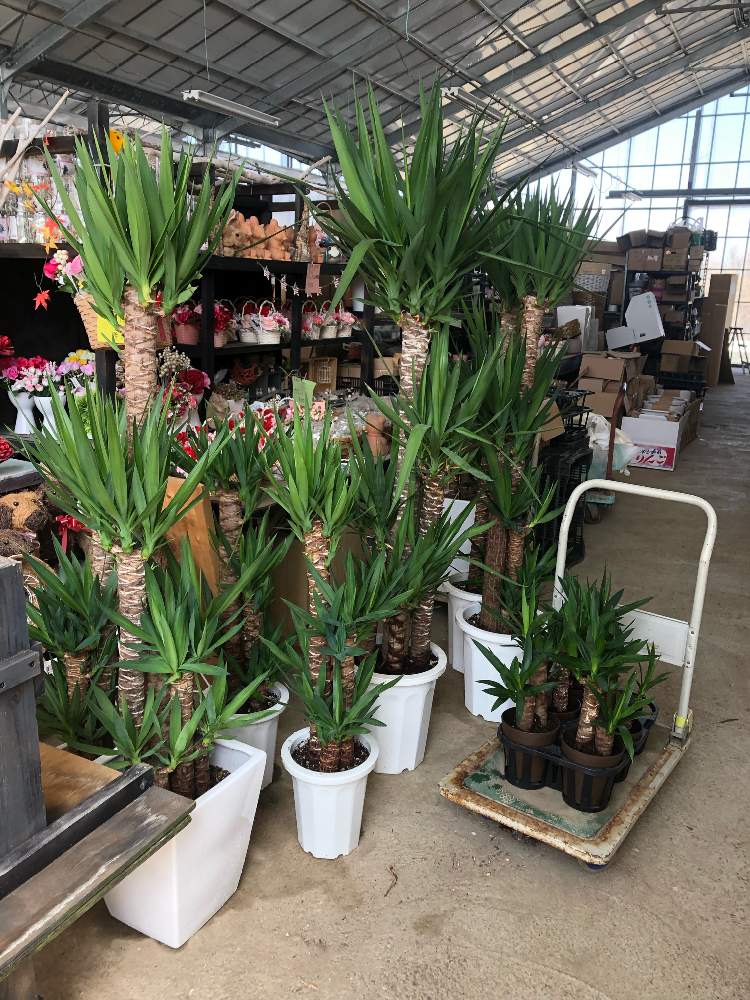 ユッカエレファンティペスの投稿画像 By 優愛 Sさん 風水とグリーンインテリアと老若男女歓迎と青年の木 とプレゼントと耐乾性とアウトドアリビングと 耐寒性とインテリアグリーン 19月4月10日 Greensnap グリーンスナップ