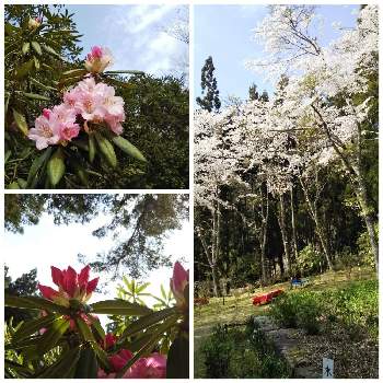 花園の里の投稿画像一覧 Greensnap グリーンスナップ