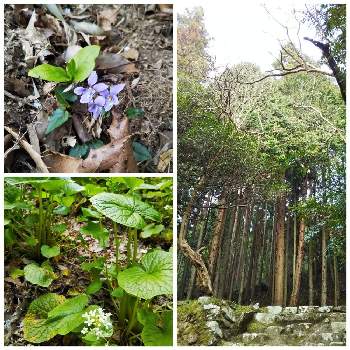 花園の里の投稿画像一覧 Greensnap グリーンスナップ