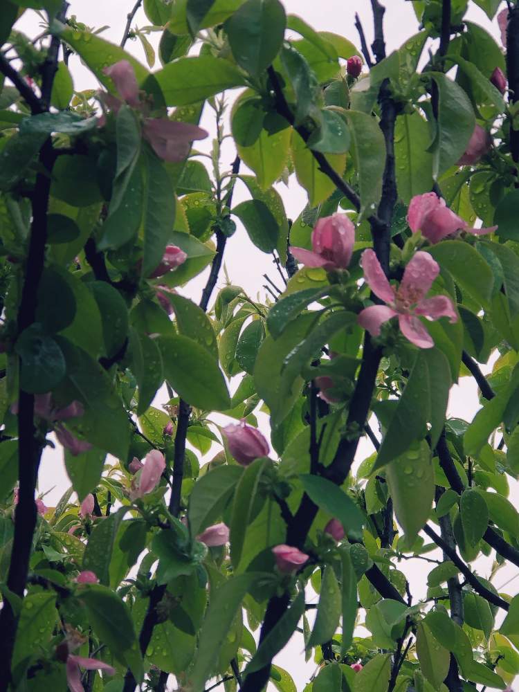 花梨 の投稿画像 By じゅんさん 薔薇愛同盟とバラと夢clubと春爛漫 と花のある暮らしとチーム福岡 19月4月10日 Greensnap グリーンスナップ