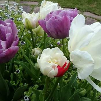 スプレー咲きチューリップの投稿画像一覧 Greensnap グリーンスナップ