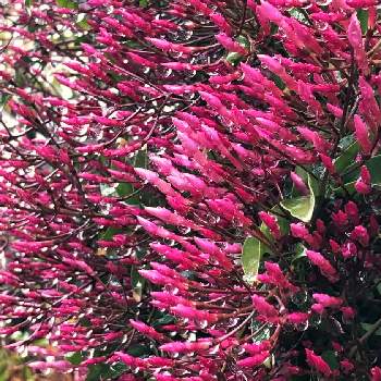 ピンクのつぼみの投稿画像一覧 Greensnap グリーンスナップ