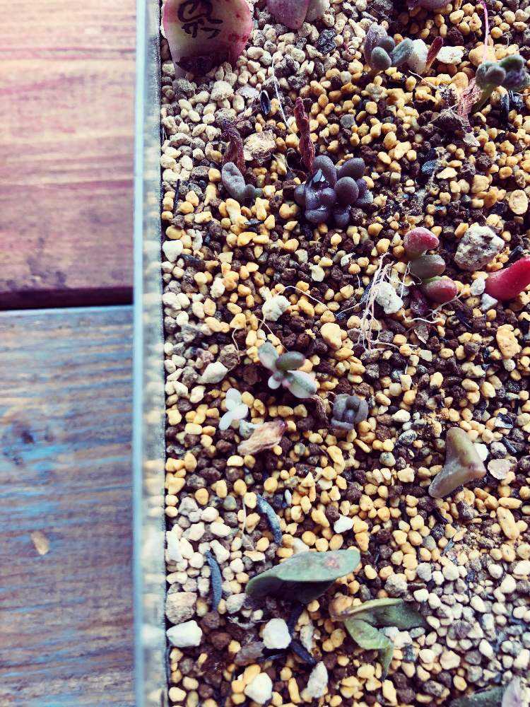 キノピヨ】星桃錦からの葉挿し キノピヨ】星桃錦からの葉挿し 多肉植物