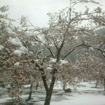 寒そうの画像 by ribuさん | お出かけ先と寒そうと桜に雪が〰と花のある暮らしと山小屋シリーズ