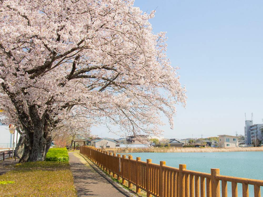 さくら サクラ 桜の投稿画像 By Fullshineさん お出かけ先と美濃加茂市と 19桜 フォトコンテストとおさんぽとお花見と花のある暮らしと 美濃加茂市と 19桜 フォトコンテストとおさんぽとお花見と花のある暮らし 19月4月10日 Greensnap グリーンスナップ
