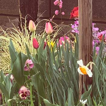 リビング前の画像 by 淳 こさん | 小さな庭とリビング前と小さな花たちとみんなに♡をとおつかれさまです